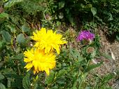 Grandi vatrietà di fiori ai Campelli di Schilpario - 22 luglio 2010 - FOTOGALLERY